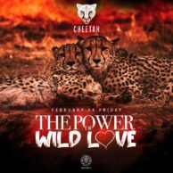 Cheetah - Power Of Wild Love (14.02.20) Post