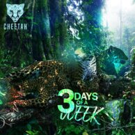 Cheetah - 3 Days Of A Week