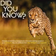 Cheetah - Did You Know (Post)