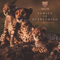 Cheetah - Family Is Everything (Post)