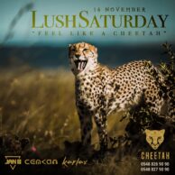 Cheetah - Lush Saturday [Post]