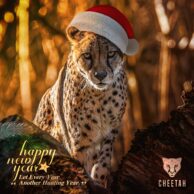 Cheetah - New Year Post [Post]